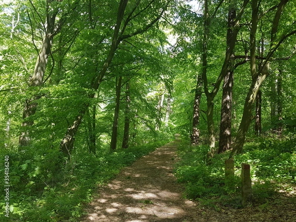 Fototapeta Las Augustów