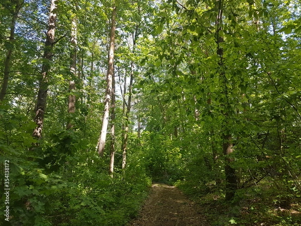 Fototapeta las augustow