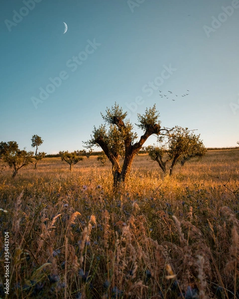 Fototapeta alentejo 