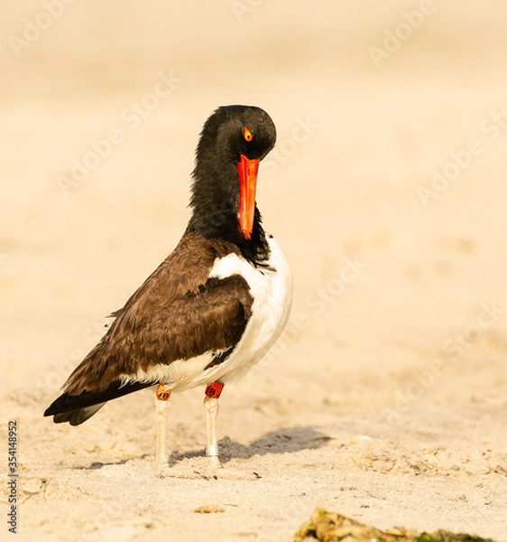 Obraz Preening Oystercatcher 