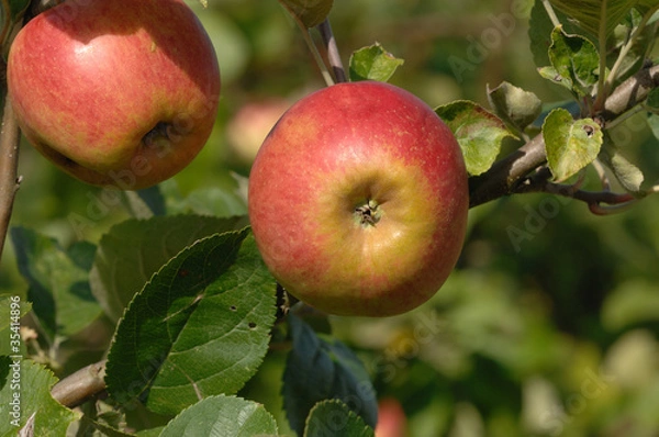 Obraz pomme belle de boskoop rouge