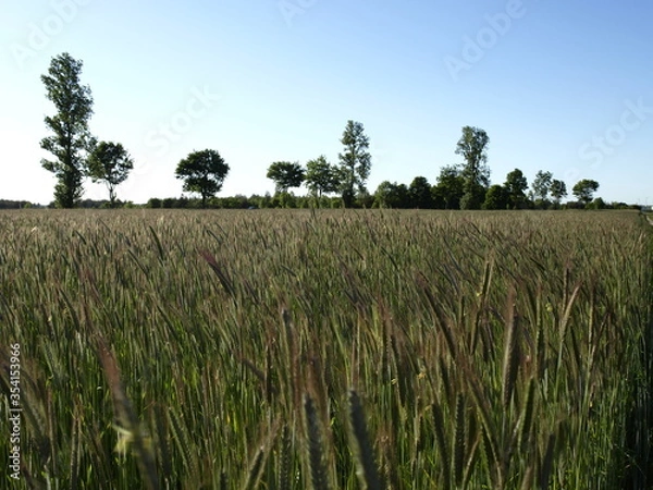 Obraz pole zieleń trawa drzewo niebo