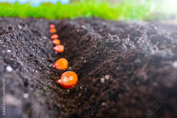 Fototapeta corn seeds sown in a row on a field in the ground