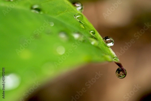 Obraz Macro photography of water drops on a leaf