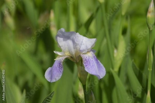 Fototapeta iris flower in the garden