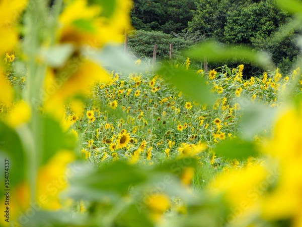 Fototapeta Background picture of a sunflower field on a sunny day.