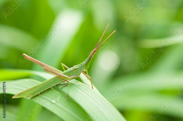 Obraz バッタのアップ