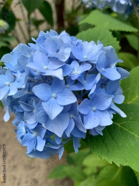 Obraz blue hydrangea flower