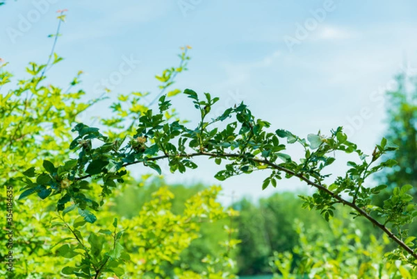 Fototapeta Brombeerstrauch