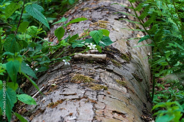 Obraz Schöne Blume auf einem Baumstamm