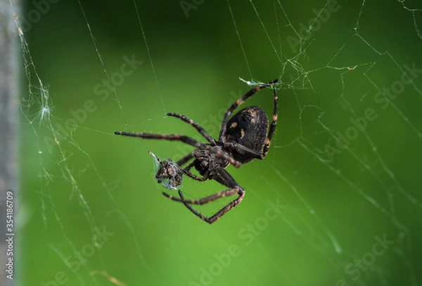 Obraz Brückenspinne