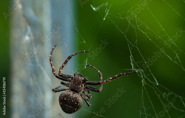 Obraz Brückenspinne