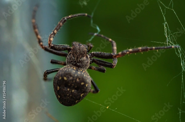 Obraz Brückenspinne