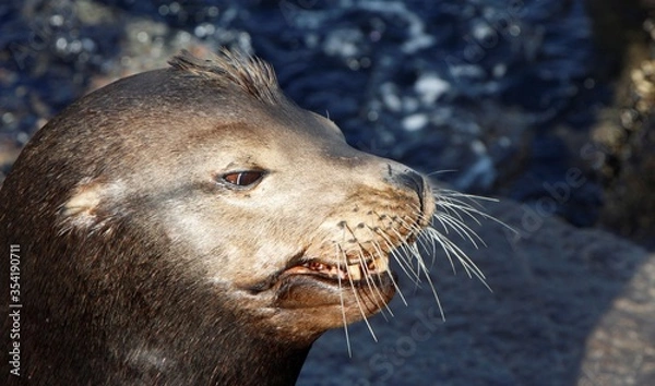 Obraz Sea lion up-close