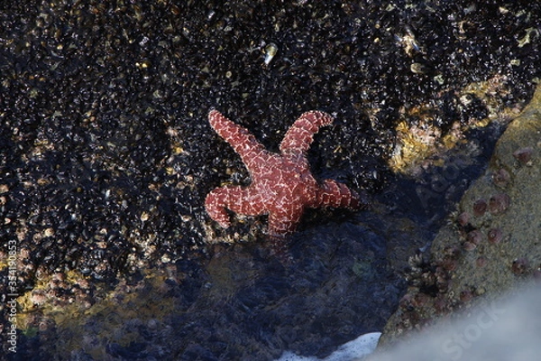 Obraz red star on the beach