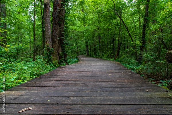 Obraz boardwalk in the forest