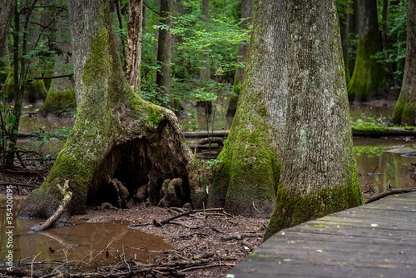 Obraz tree in theswamp