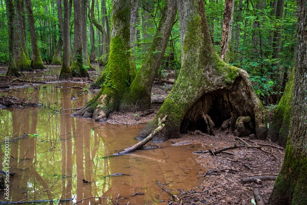 Obraz trees in the swamp
