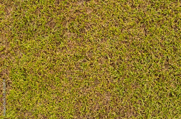 Obraz Grass field surface