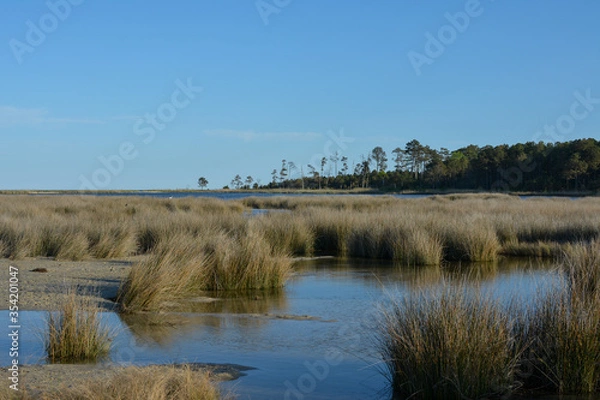 Fototapeta Salt marsh estuary at Hughlett Point Natural Area on the tip of Virginia's northern Neck along the coast of the Chesapeake Bay. 