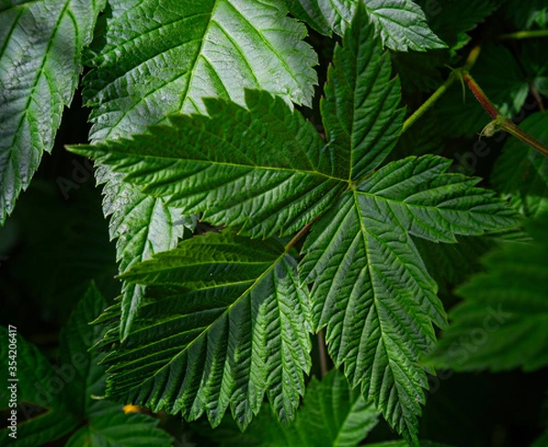 Obraz Green leaf texture, dark nature green background.
