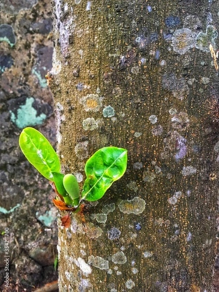 Obraz jackfruit buds ( pohon nangka ) on my backyard 