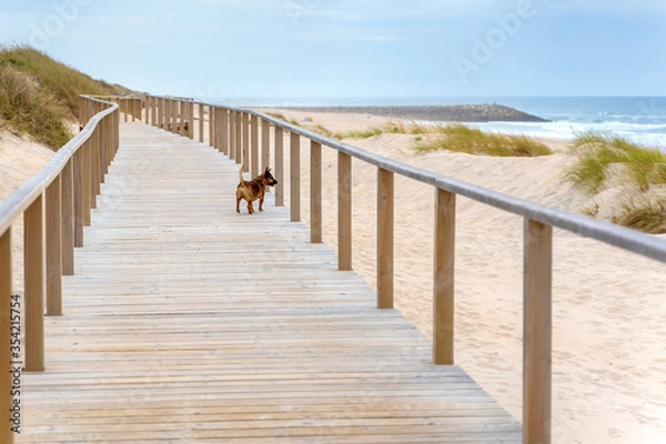 Fototapeta Wooden path at over sand dunes with ocean view and dog on it. Wooden footbridge of Costa Nova beach in Aveiro, Portugal.