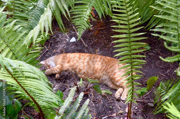 Obraz Nature Cat Sleeping