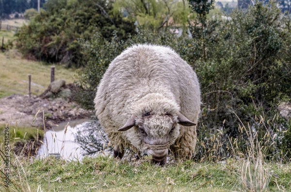 Obraz Fat Sheep Grazing