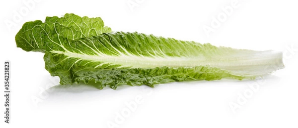 Obraz Romaine Lettuce Isolated on White Background