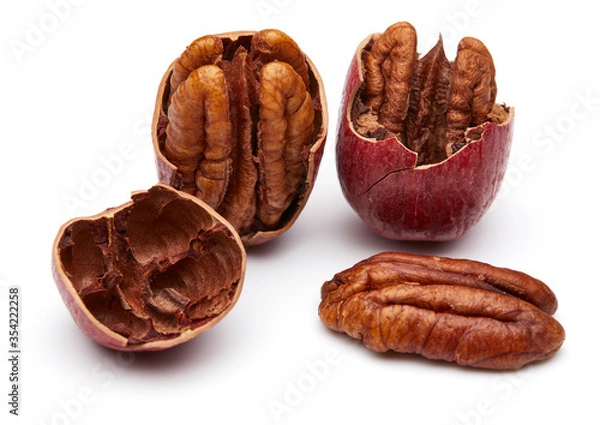 Obraz Pecan Isolated on White Background