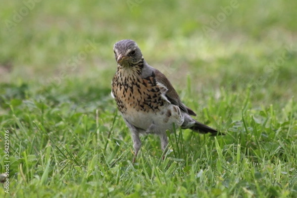 Fototapeta A Starling stands in the green grass lawn on a springtime day, close up front view with yellow beak and black eyes