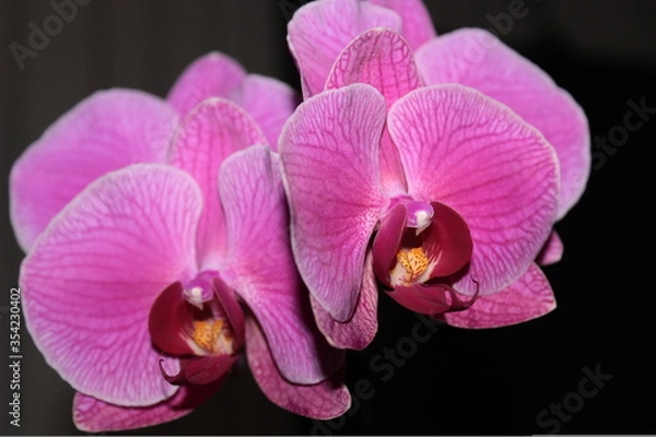 Obraz Orchid Phalaenopsis