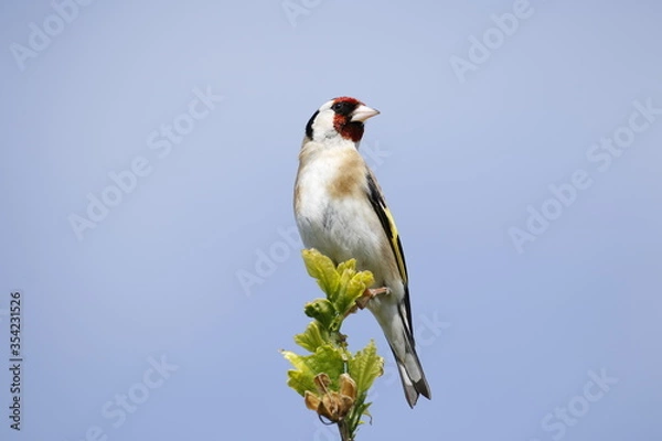Obraz Goldfinch