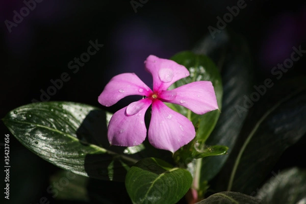 Obraz Rain drops on pink flowers