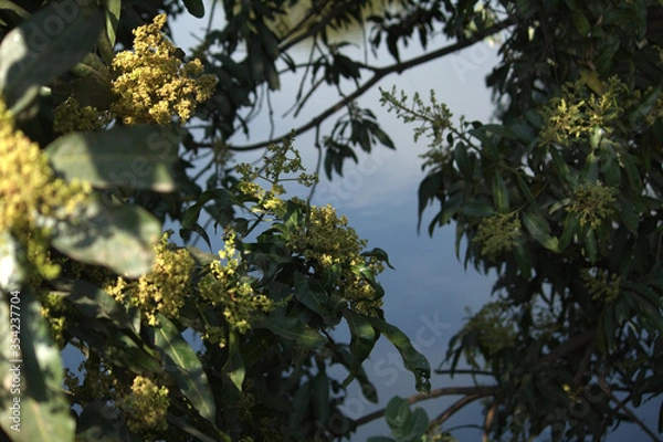 Obraz Flower of mango