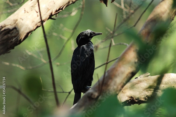 Obraz Cormorant siting on a branch