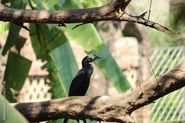 Obraz Cormorant siting on a branch of goava tree
