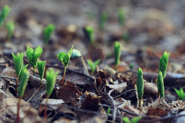 Obraz spring bokeh abstract blurred background, sun glare background