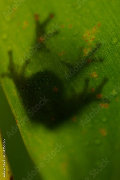 Fototapeta Frog on a Leaf