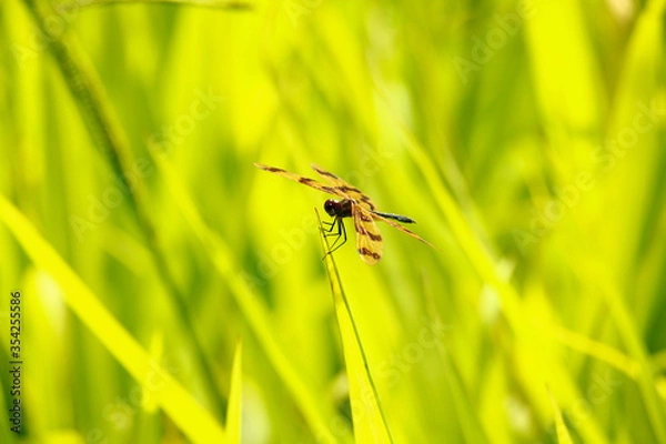 Fototapeta dragonfly on grass