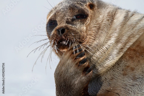 Fototapeta Ringed seal lying on the ice on Spitsbergen, Svalbard