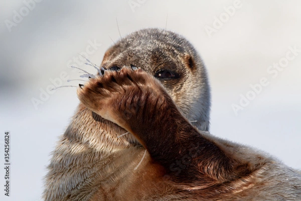 Fototapeta Ringed seal lying on the ice on Spitsbergen, Svalbard