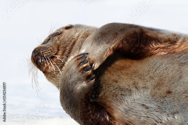 Obraz Ringed seal lying on the ice on Spitsbergen, Svalbard