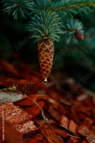 Fototapeta pine cone on a branch