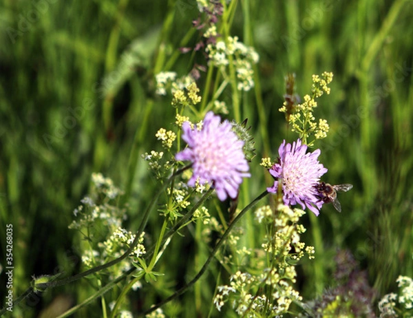 Obraz Biene bei der Arbeit