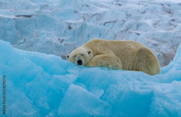 Fototapeta Female polar bear relaxing on an iceberg with a glacier in the background on Spitsbergen