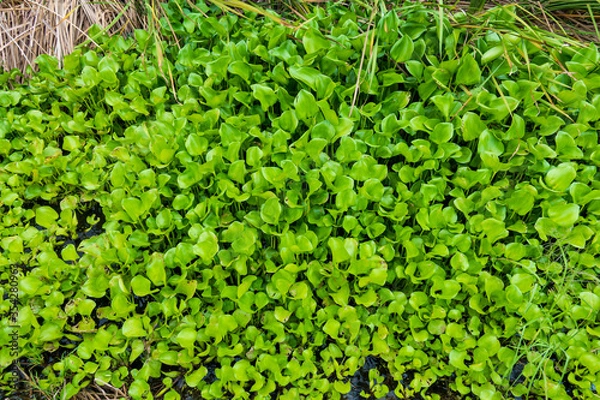 Obraz Common water hyacinth, an aquatic plant native from the Amazon basin, often cause problem growing too fast, blocking the traffic in the waterway.