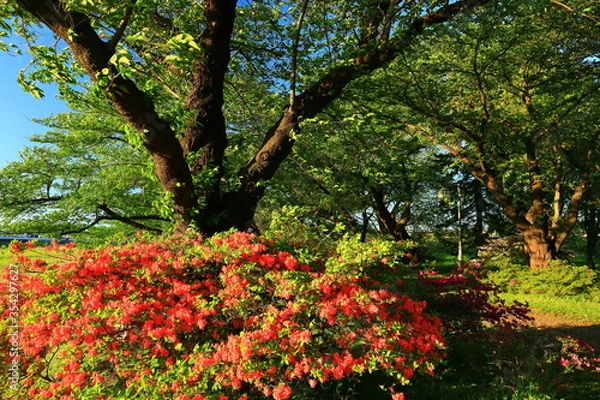 Fototapeta 初夏の北上展勝地