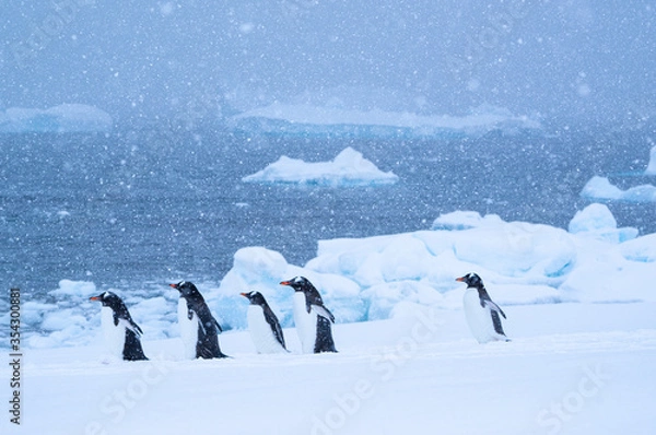 Obraz Marching Gentoo penguins in Antarctica